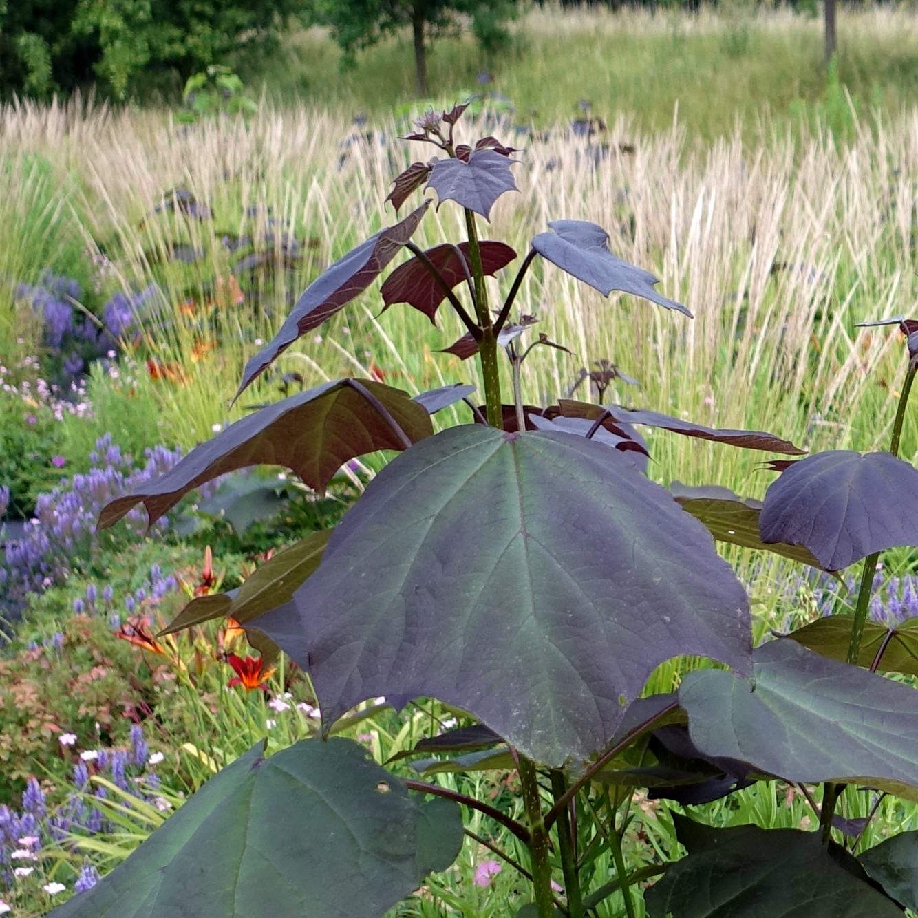 Catalpa × erubescens