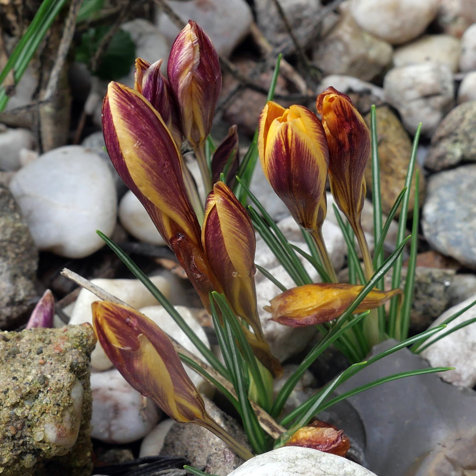 Crocus korolkowii