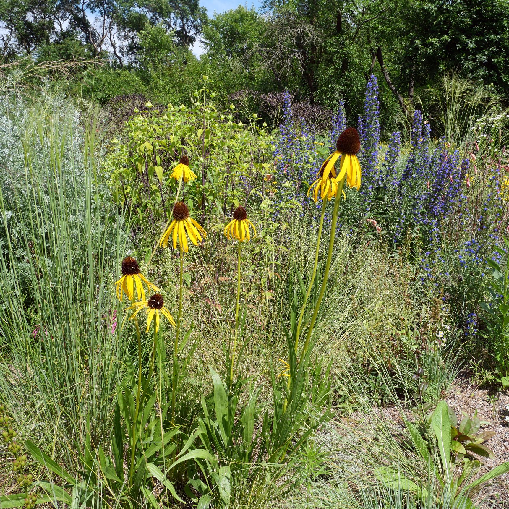 Echinacea paradoxa