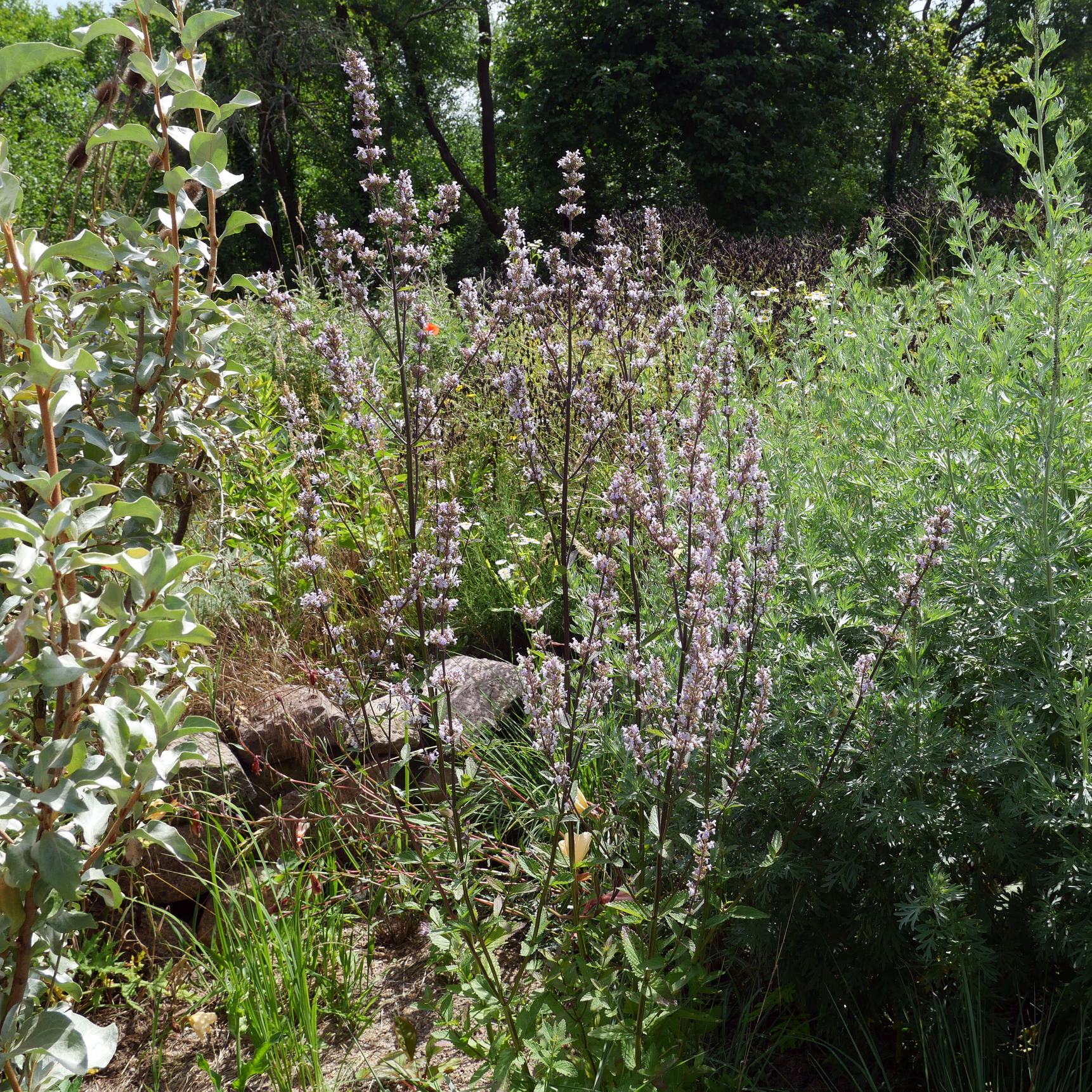 Nepeta nuda 'Romany Dusk'