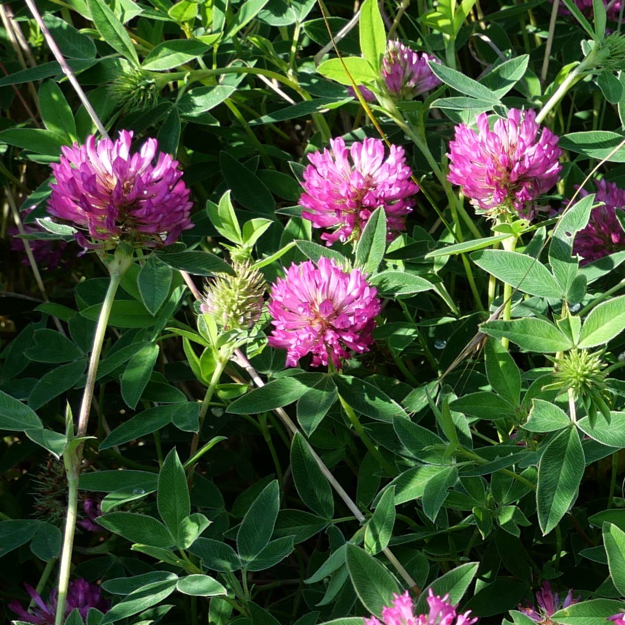 Trifolium medium