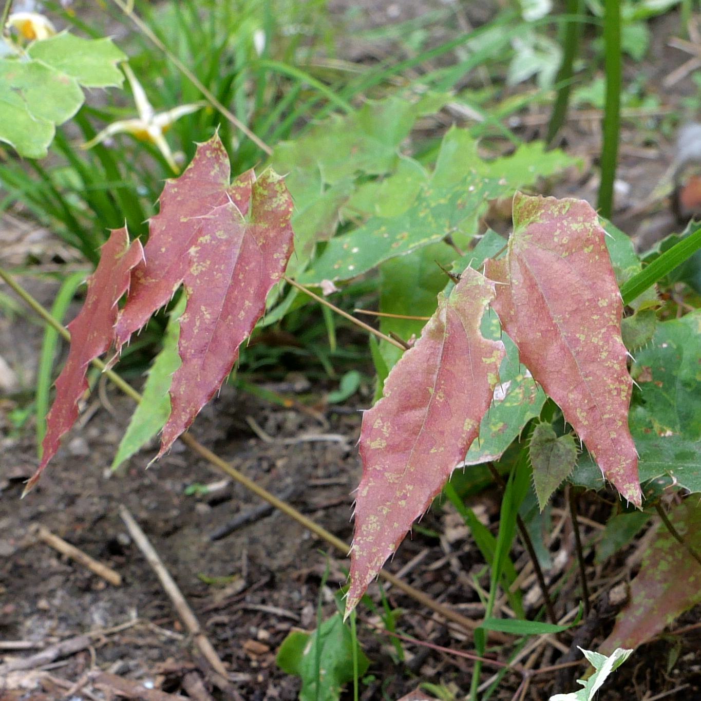 Asiatische Epimedium-Hybride galasearch.de