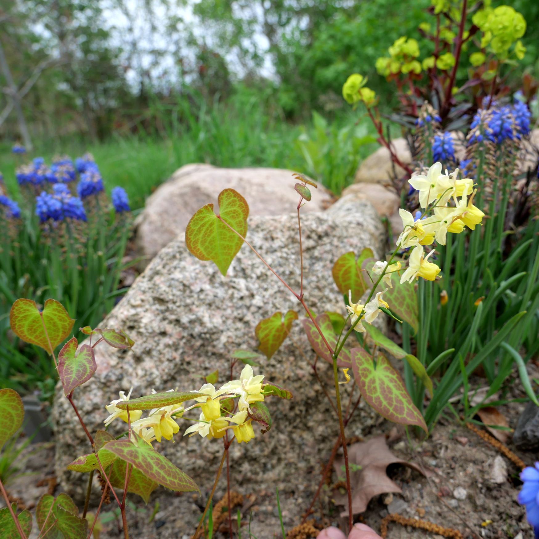 Epimedium x perralchicum galasearch.de